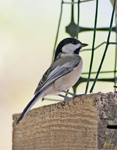 Black Capped Chickadee